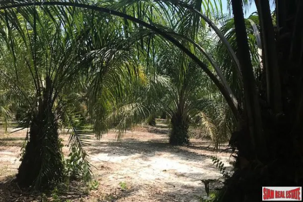 96 Rai of Palm Planation Land for Sale in Tay Muang, Phang Nga 2