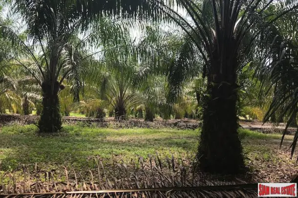 96 Rai of Palm Planation Land for Sale in Tay Muang, Phang Nga 3