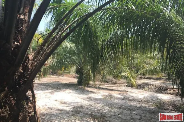 96 Rai of Palm Planation Land for Sale in Tay Muang, Phang Nga 4