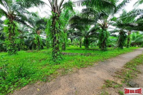Over 111 Rai of Land with Large Palm Plantation for Sale in Ao Leuk, Krabi 2