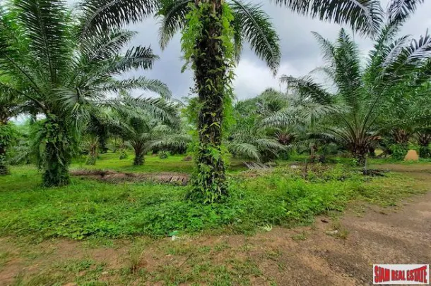 Over 111 Rai of Land with Large Palm Plantation for Sale in Ao Leuk, Krabi 4