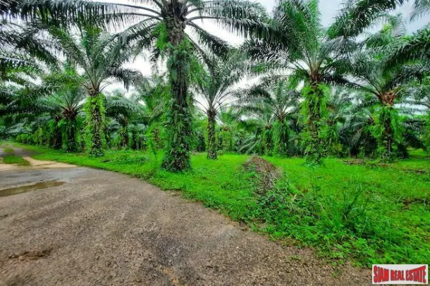Over 111 Rai of Land with Large Palm Plantation for Sale in Ao Leuk, Krabi 3