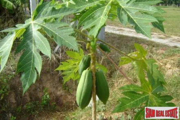 Beautiful Mountain View Land and Home for Sale in Chang Dao, Chiang Mai 4