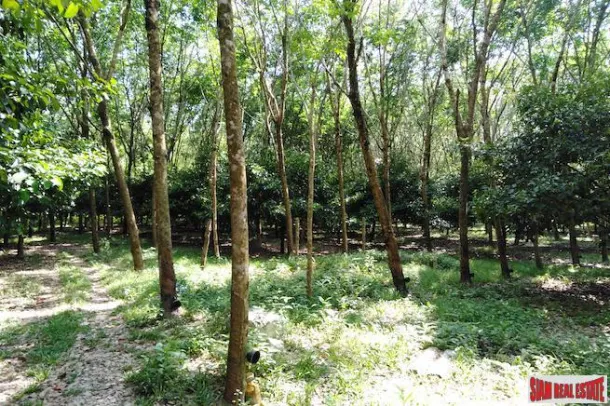 Large 16 Rai Land Plot Covered with Mangostene and a Rubber Tree Plantation in Phang Nga 4