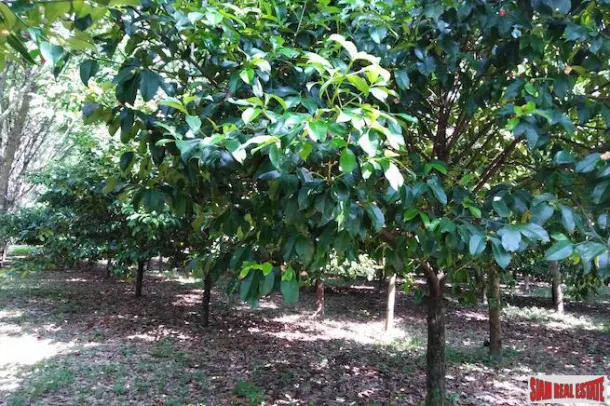 Large 16 Rai Land Plot Covered with Mangostene and a Rubber Tree Plantation in Phang Nga 2