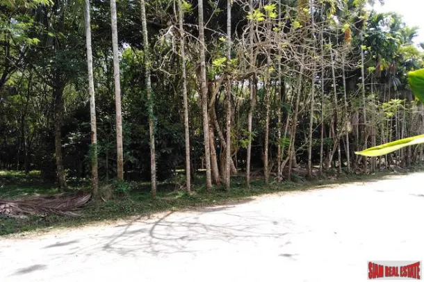 Large 16 Rai Land Plot Covered with Mangostene and a Rubber Tree Plantation in Phang Nga 3