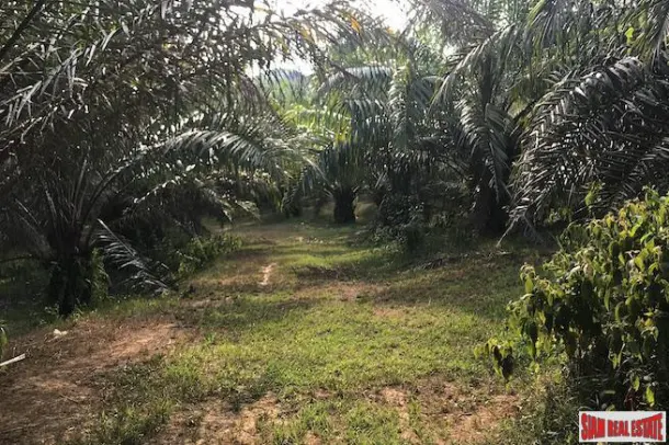 Lush Tropical Land Plot with Gentle Slope in Takua Thung, Phang Nga 4