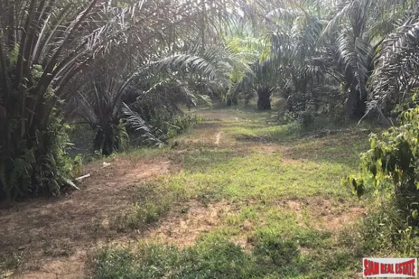 Lush Tropical Land Plot with Gentle Slope in Takua Thung, Phang Nga 2