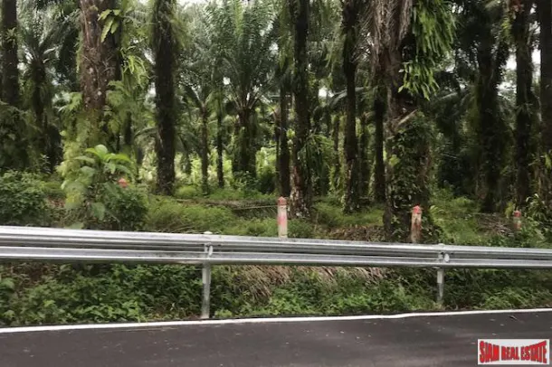 Ten Rai + Land Plot with Palm Plantation and Near Phang Nga Town 3
