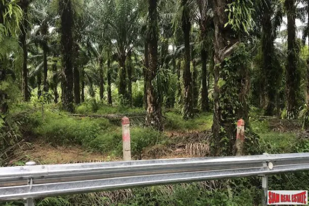 Ten Rai + Land Plot with Palm Plantation and Near Phang Nga Town 4