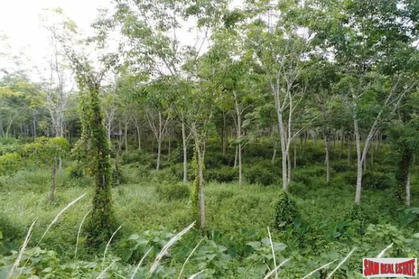 Large Land Plot for Sale with Rubber Plantation Only 10 minutes from Phang Nga Town 3