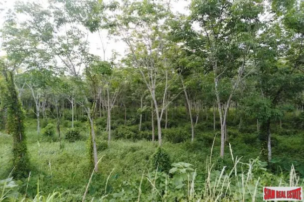 Large Land Plot for Sale with Rubber Plantation Only 10 minutes from Phang Nga Town 4