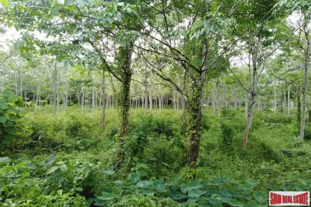 Large Land Plot for Sale with Rubber Plantation Only 10 minutes from Phang Nga Town 2