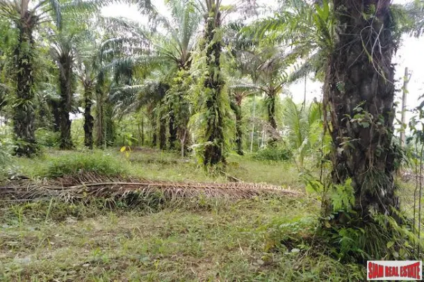 Large Land Plot for Sale with Palm and Rubber Plantation 2