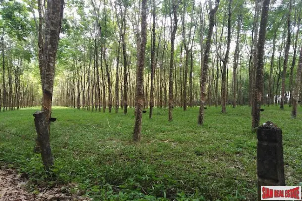 Huge 96 Rai Land Plot with Rubber Plantation 10 Minute Drive from Bang Muang Beach in Khao Lak 4