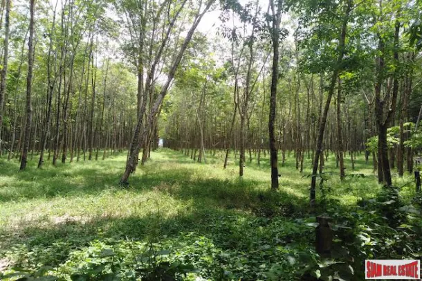 Huge 96 Rai Land Plot with Rubber Plantation 10 Minute Drive from Bang Muang Beach in Khao Lak 2