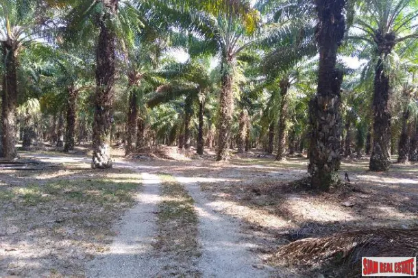 Lush Tropical Land for Sale in Phang Nga, Souther Thailand 3