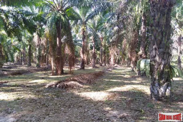Lush Tropical Land for Sale in Phang Nga, Souther Thailand 2