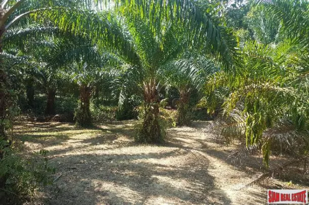 Lush Tropical Land for Sale in Phang Nga, Souther Thailand 4