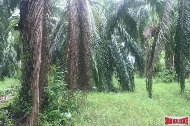 Over 204 Rai of Land for sale With Large Palm Farm in Takua Thung, Phang Nga 4