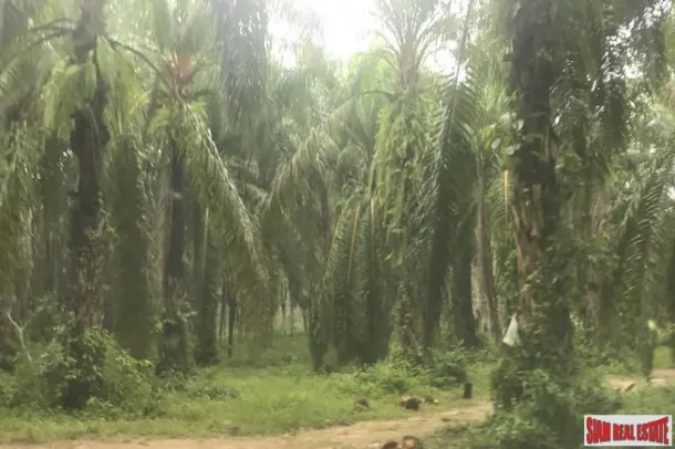 Over 204 Rai of Land for sale With Large Palm Farm in Takua Thung, Phang Nga 2