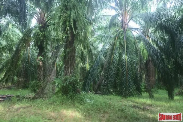 Over 204 Rai of Land for sale With Large Palm Farm in Takua Thung, Phang Nga 3