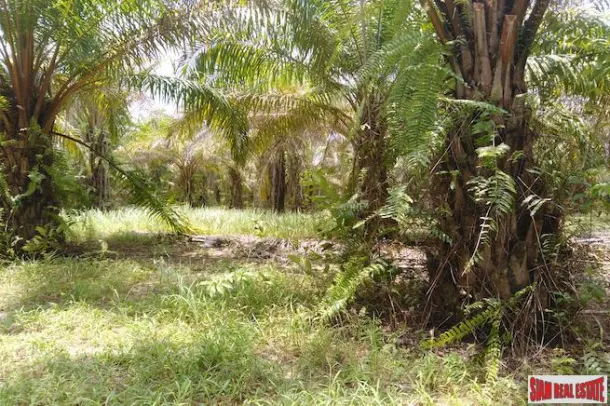 Large Land Plot with Lake and Palm Plantation North of Khao Lak 3