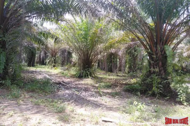 Large Land Plot with Lake and Palm Plantation North of Khao Lak 2